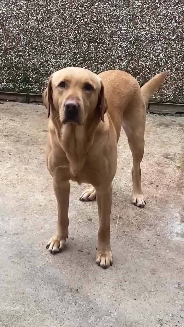 Labrador Retriever dogs for sale: 5 🌟 KC fully health tested FTCH lines, calm Labs  - Video 2