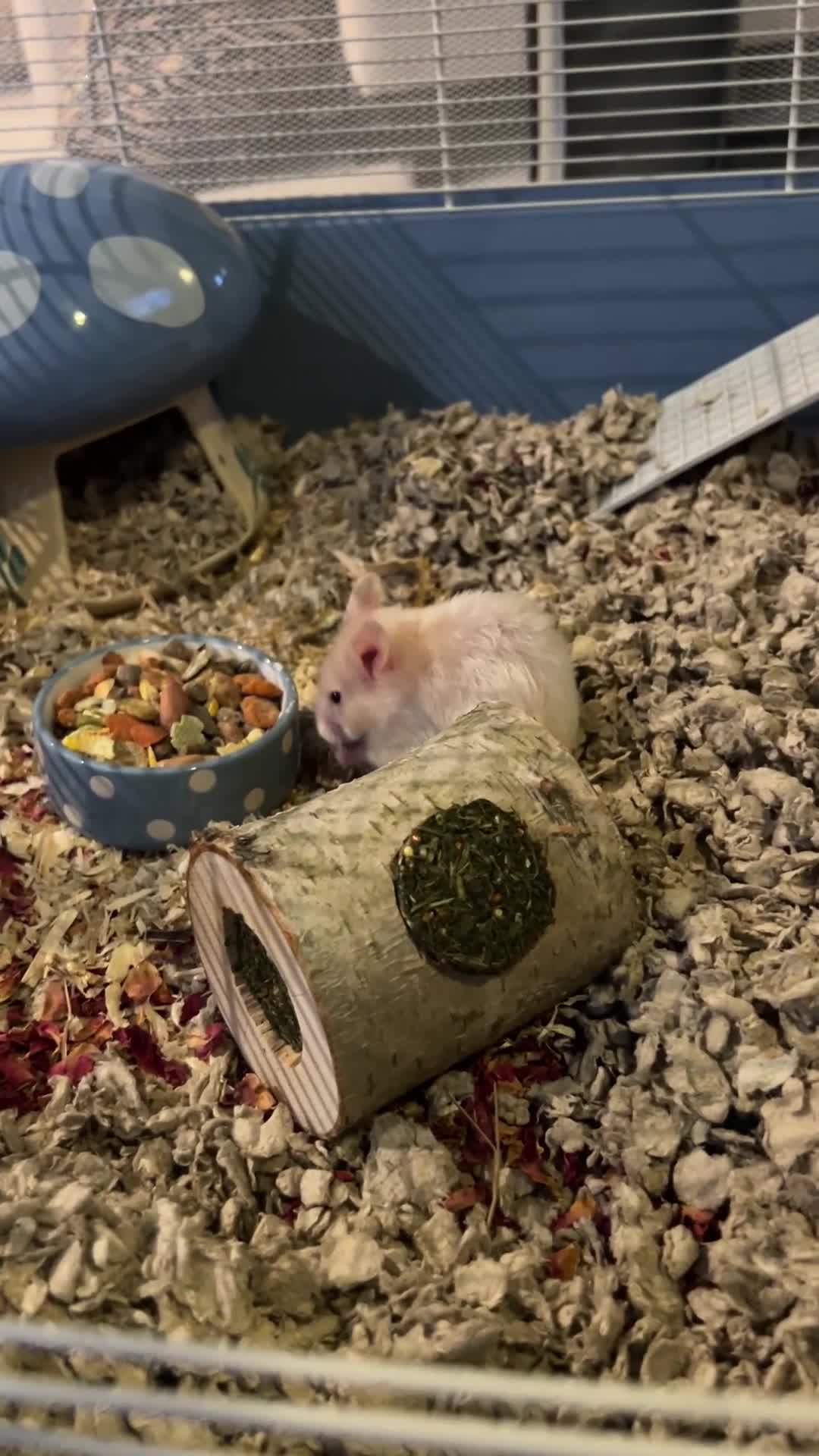 Hamster rodents for sale: Female baby Syrian hamster - Video 2