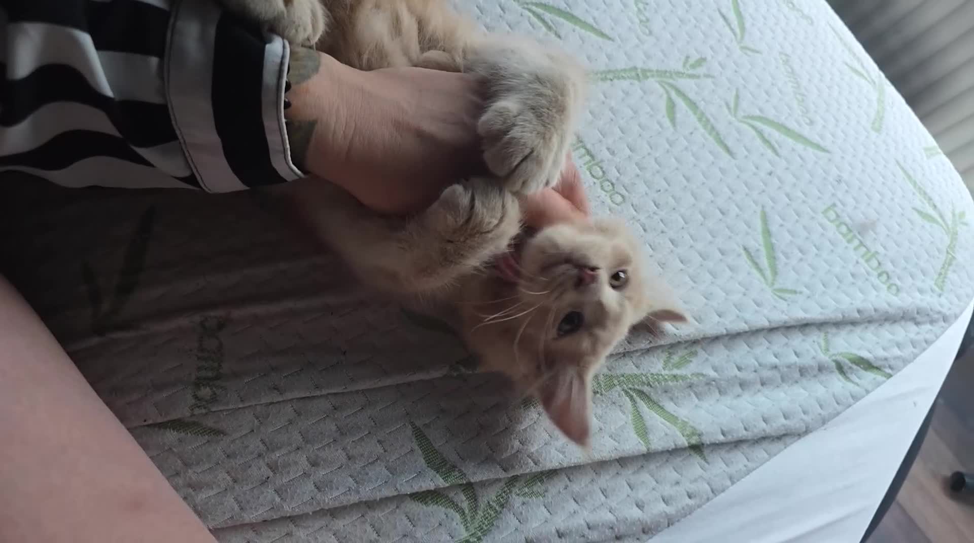 Maine Coon cats for sale: Cross mix maine coone  - Video 1