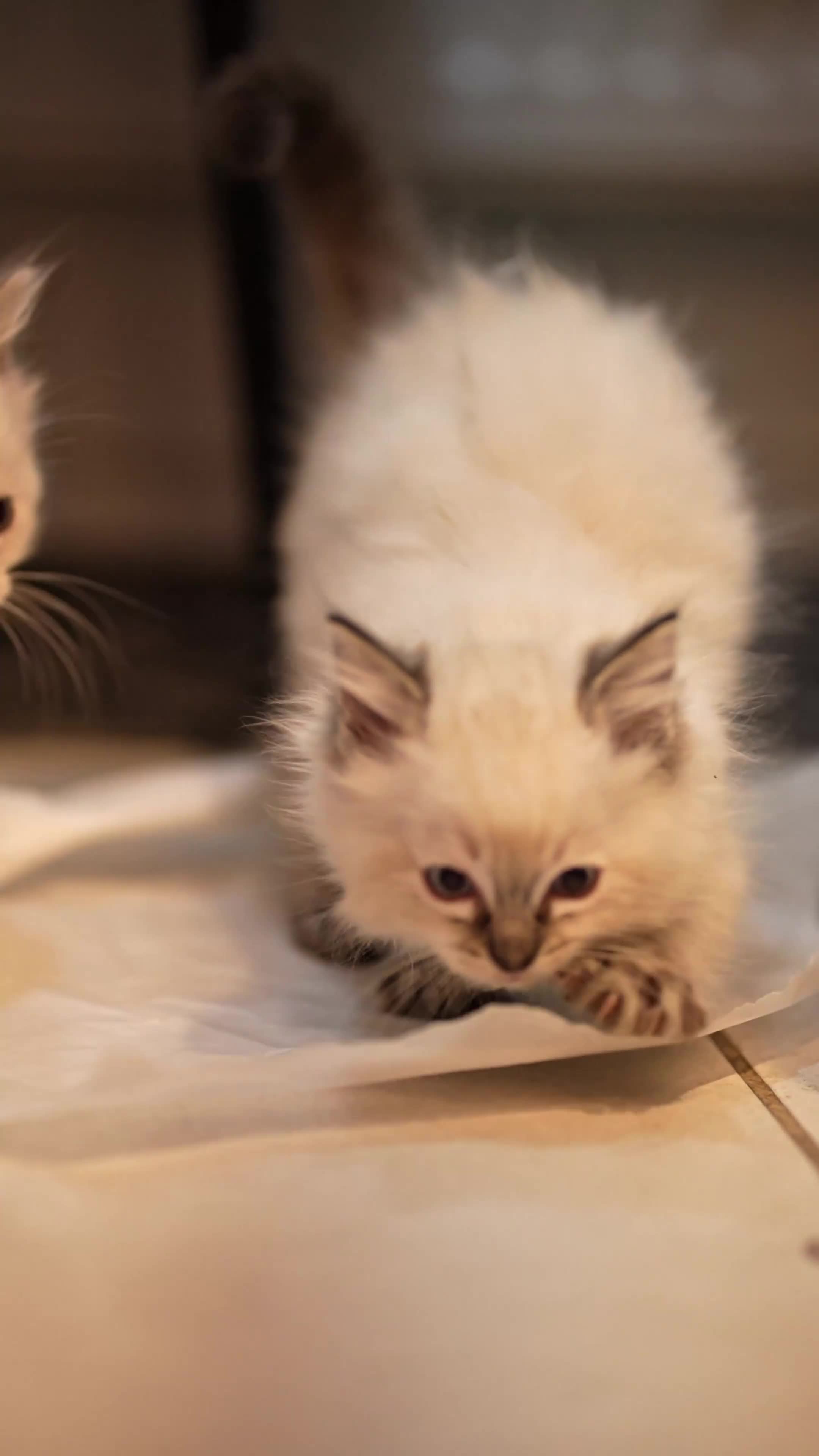 Ragdoll cats for sale: 🤎Beautiful Ragdolls Kittens🤎 - Video 1