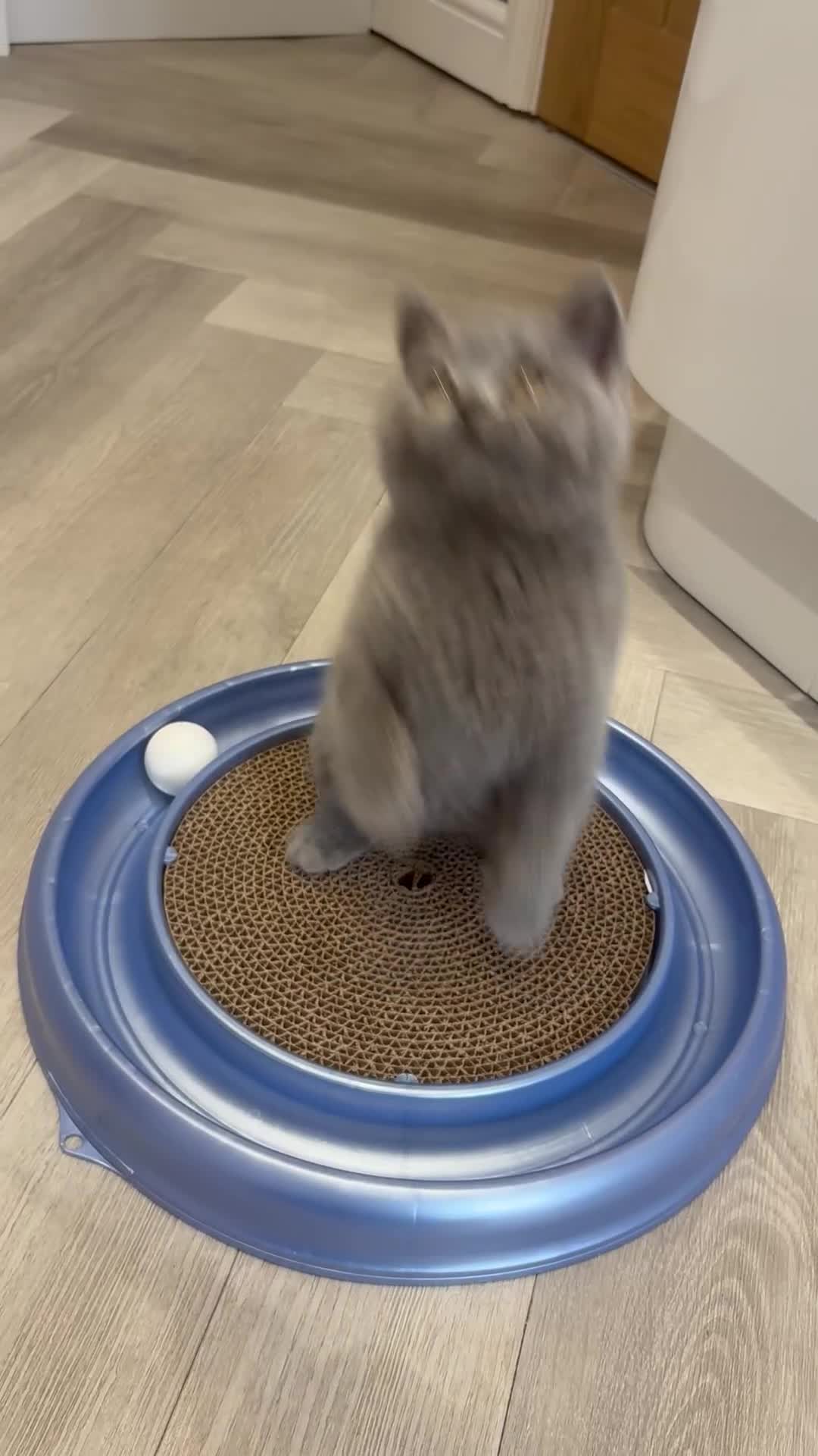 British Shorthair cats for sale: Last blue male. GCCF. Ready now - Video 3