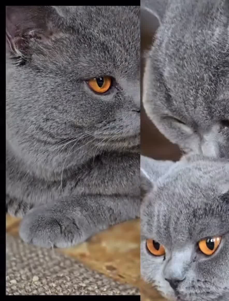 British Shorthair cats for stud: 👑 BRITISH SHORTHAIR STUD SERVICE AVAILABLE 👑 - Video 1