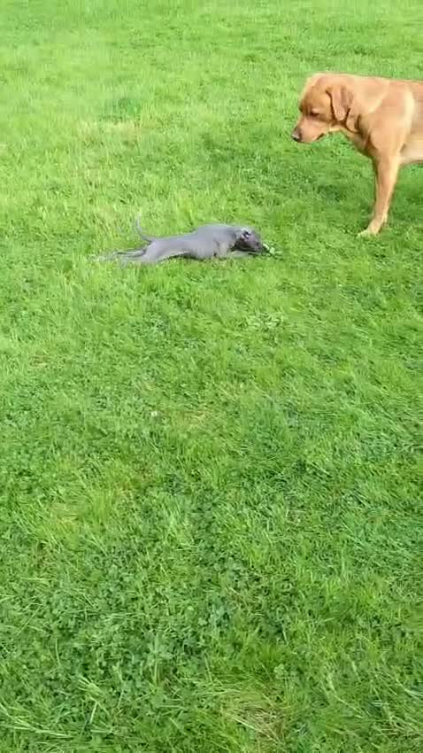 Whippet dogs for sale: Whippet puppies  in Liverpool - Video 2