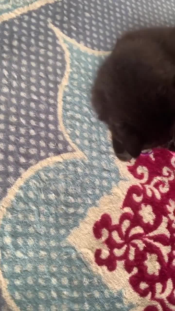 British Longhair cats for sale: British longhair kitten  - Video 1