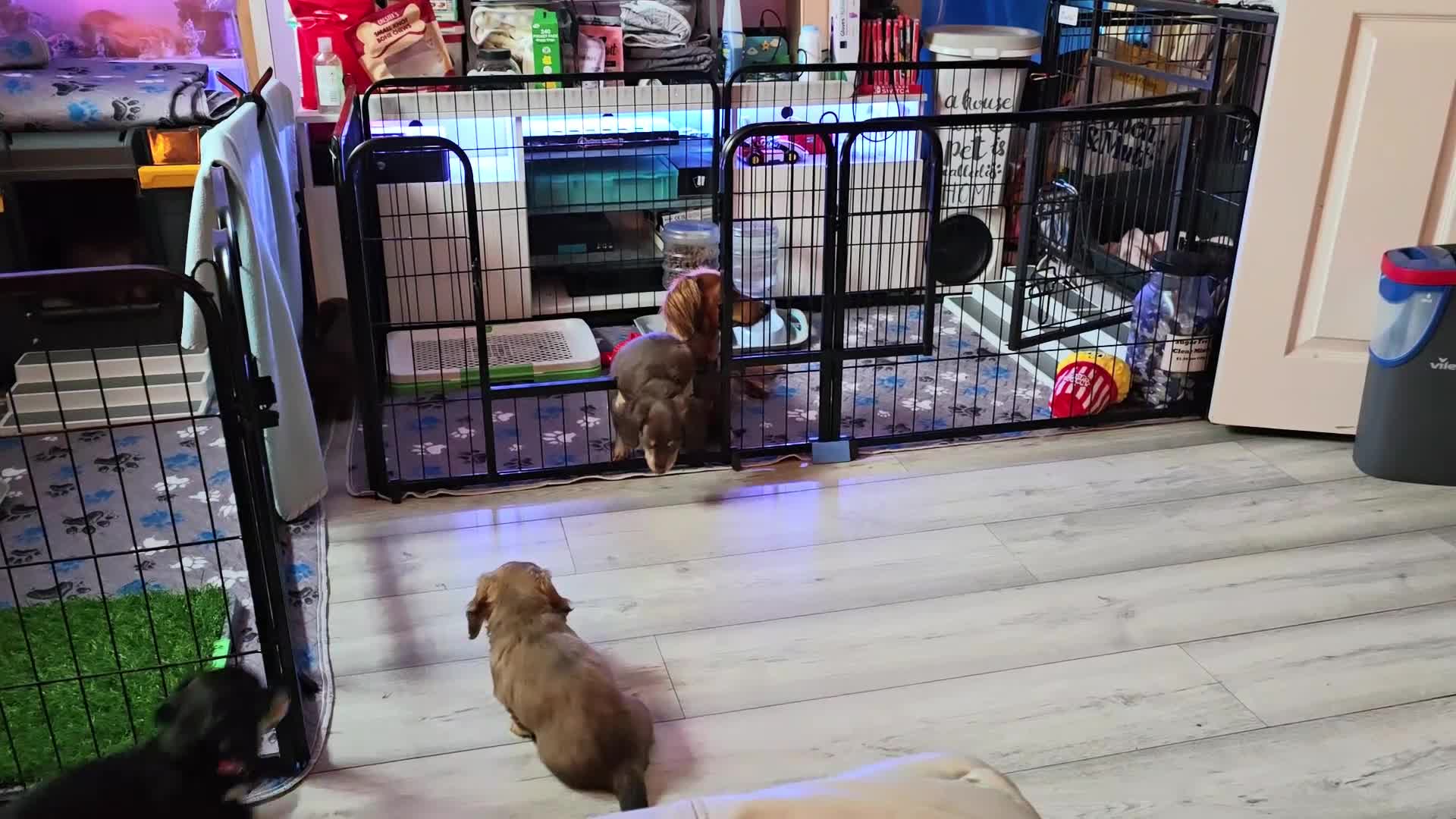 Miniature Dachshund dogs for sale: ✨️Last Girl Left✨️Longhaired Miniature Dachshunds  - Video 2