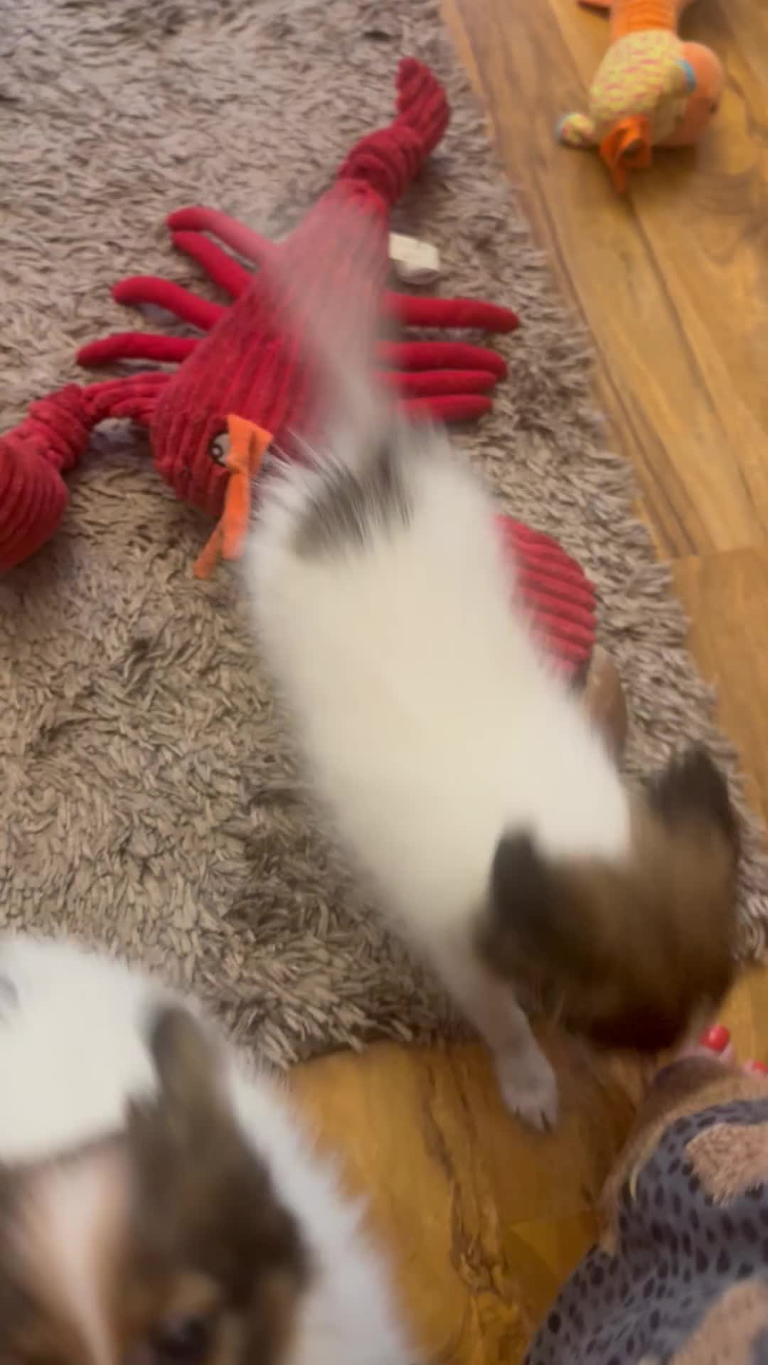 Papillon dogs for sale: Last Puppy - KC Registered Male Papillon for sale - Video 1