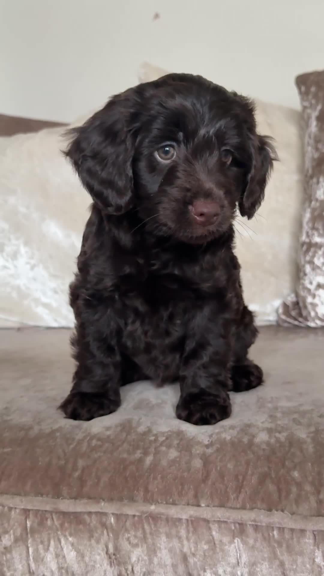 Cockapoo dogs for sale: 🐾Beautiful F2 cockapoos  🐾 - Video 1