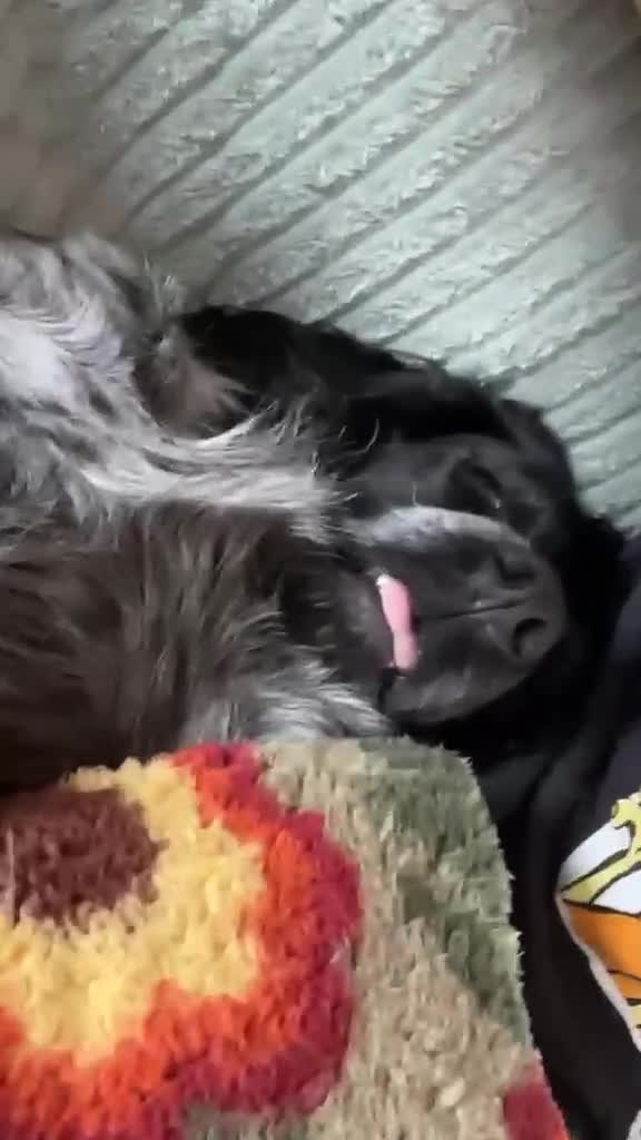 Mixed Breed dogs for adoption: George – Your Shadow, Snuggle Buddy & Best Friend in Nottingham - Video 3