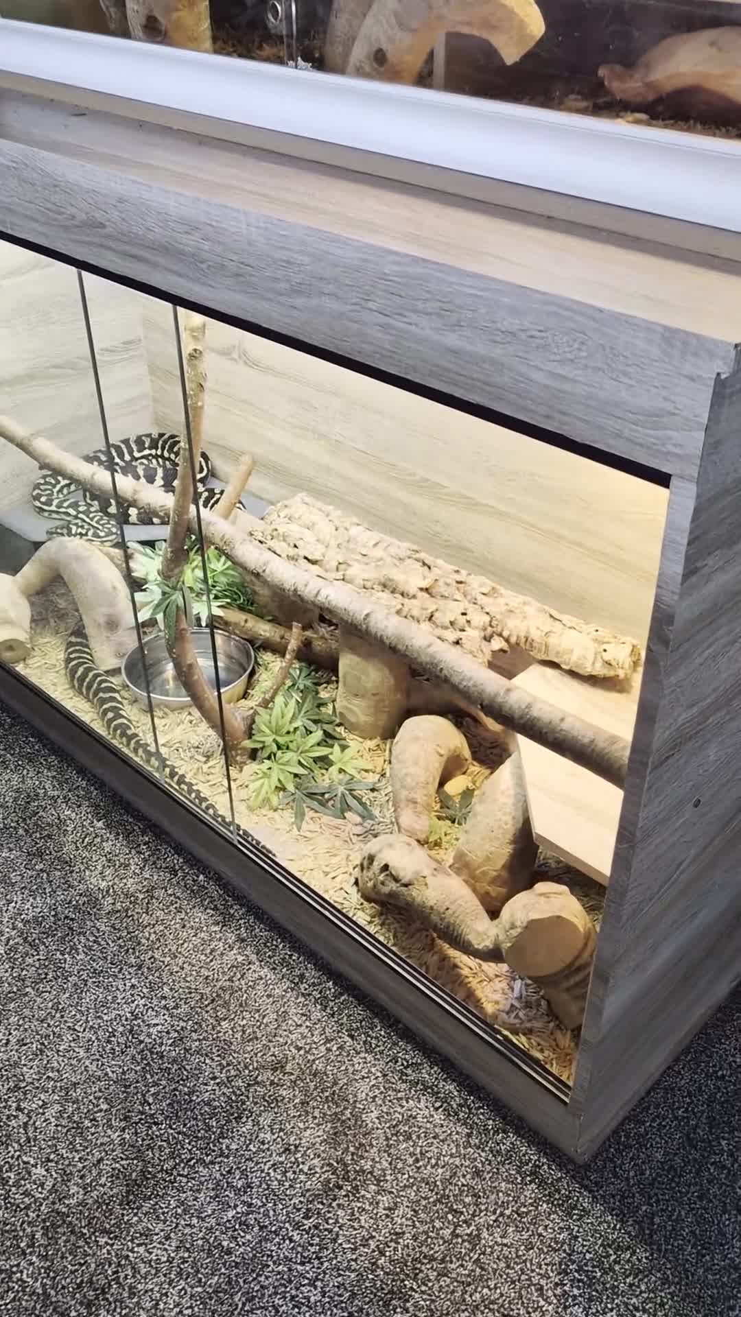 Python Snake reptiles for sale: Female Jungle Python  in Annan - Video 1