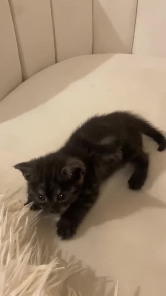 Mixed Breed cats for sale: Two Beautiful 8 Week Old Kittens - Video 1