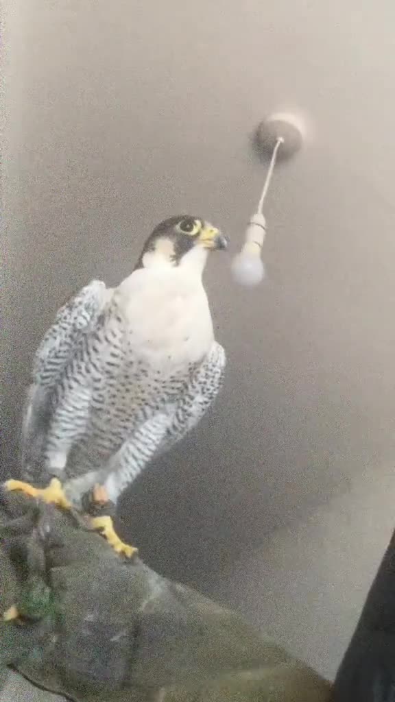 Mixed Breed birds for sale: Is very good person in Colne - Video 1