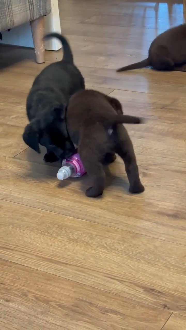 Labrador Retriever dogs for sale: Stunning labrador puppies - Video 1