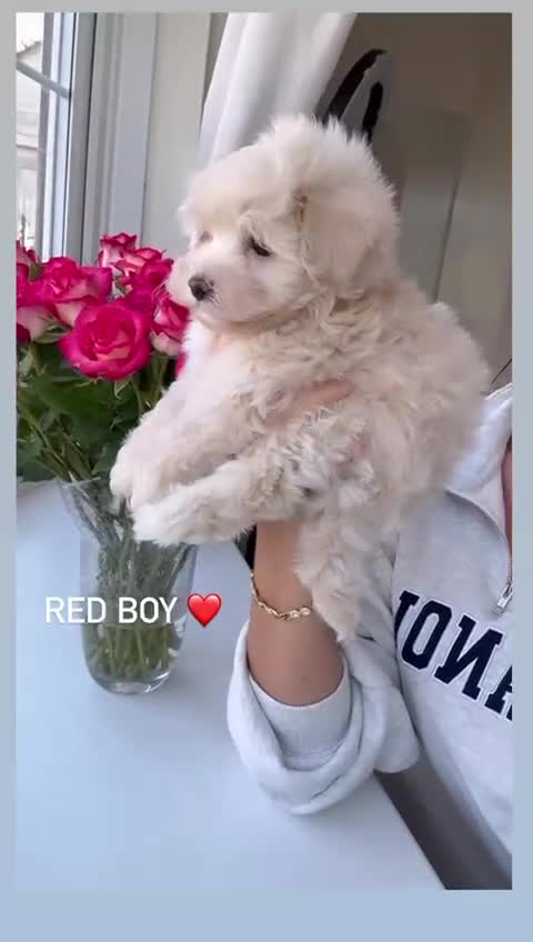 Maltipoo dogs for sale: F1 Maltipoos KC reg health tested parent - Video 4