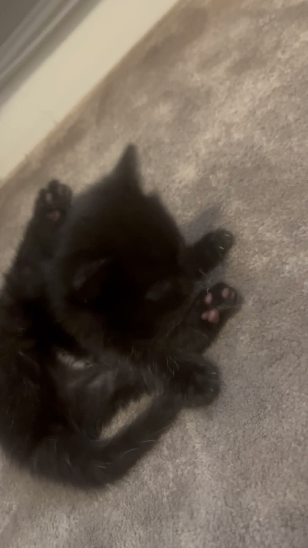 Mixed Breed cats for sale: ‼️🐾two beautiful tuxedo kittens 🐾‼️ in Southampton - Video 2