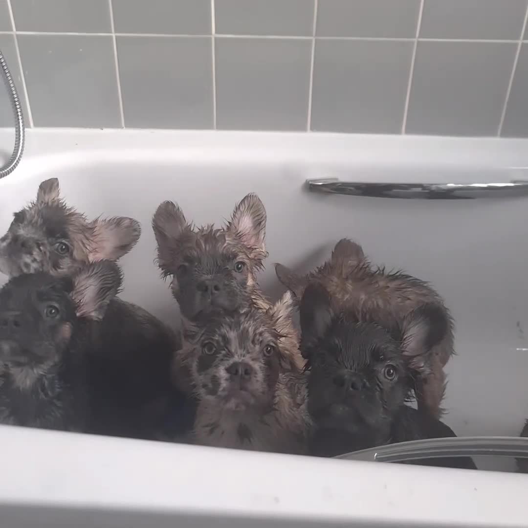 French Bulldog dogs for sale: KLASSY BULLZ KENNELS - KLASSY PUPZ ✨️ in Beckenham - Video 1