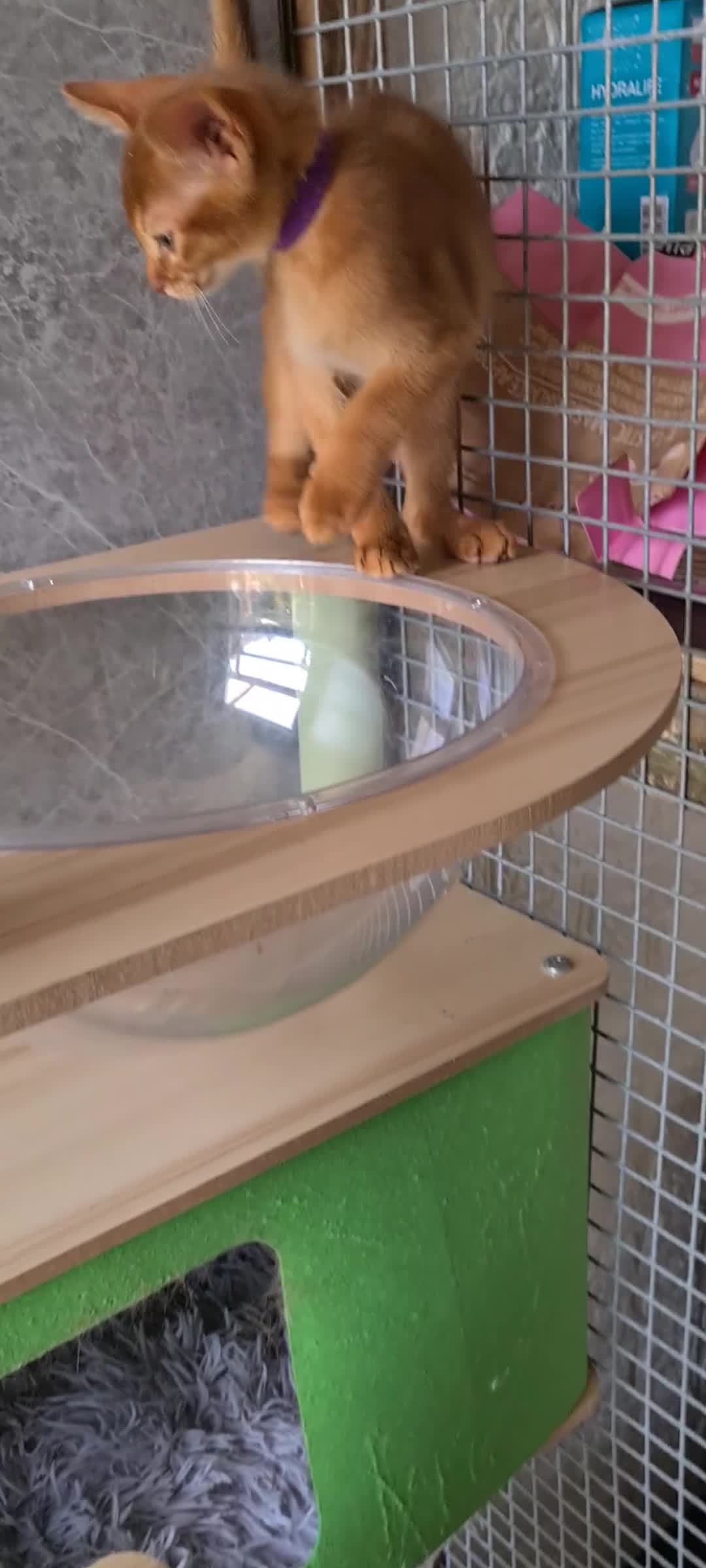 Abyssinian cats for sale: Beautiful pedigree TICA abyssinian kittens - Video 1