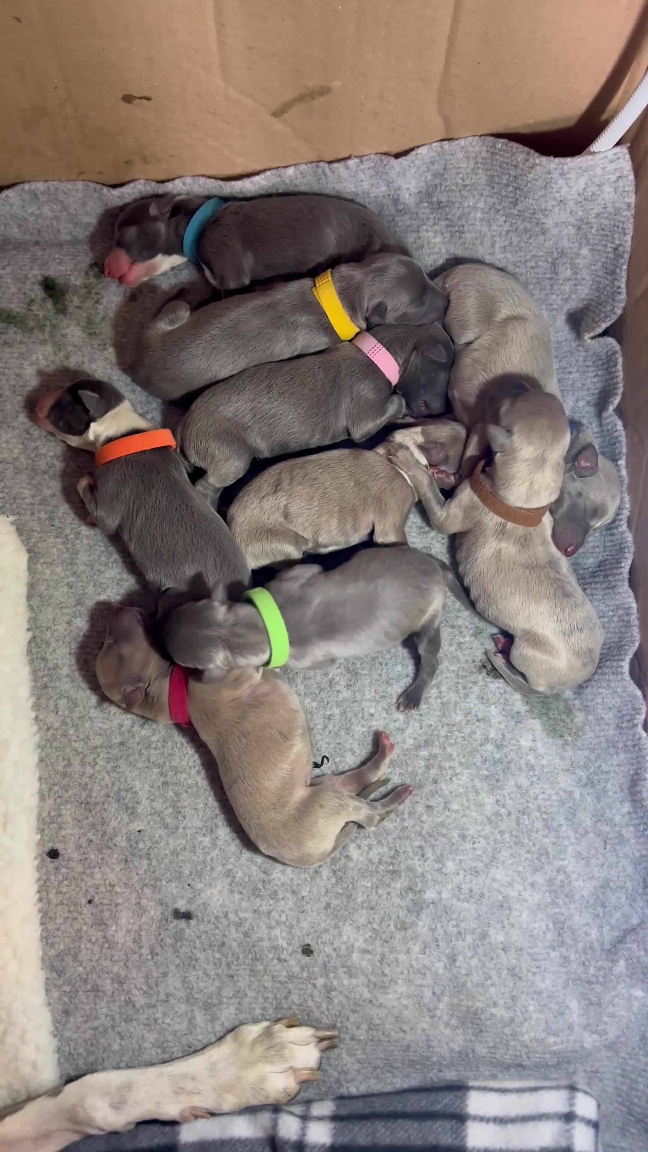 Whippet dogs for sale: Pedigree Purebred Blue and Two Toned Whippets - Video 1