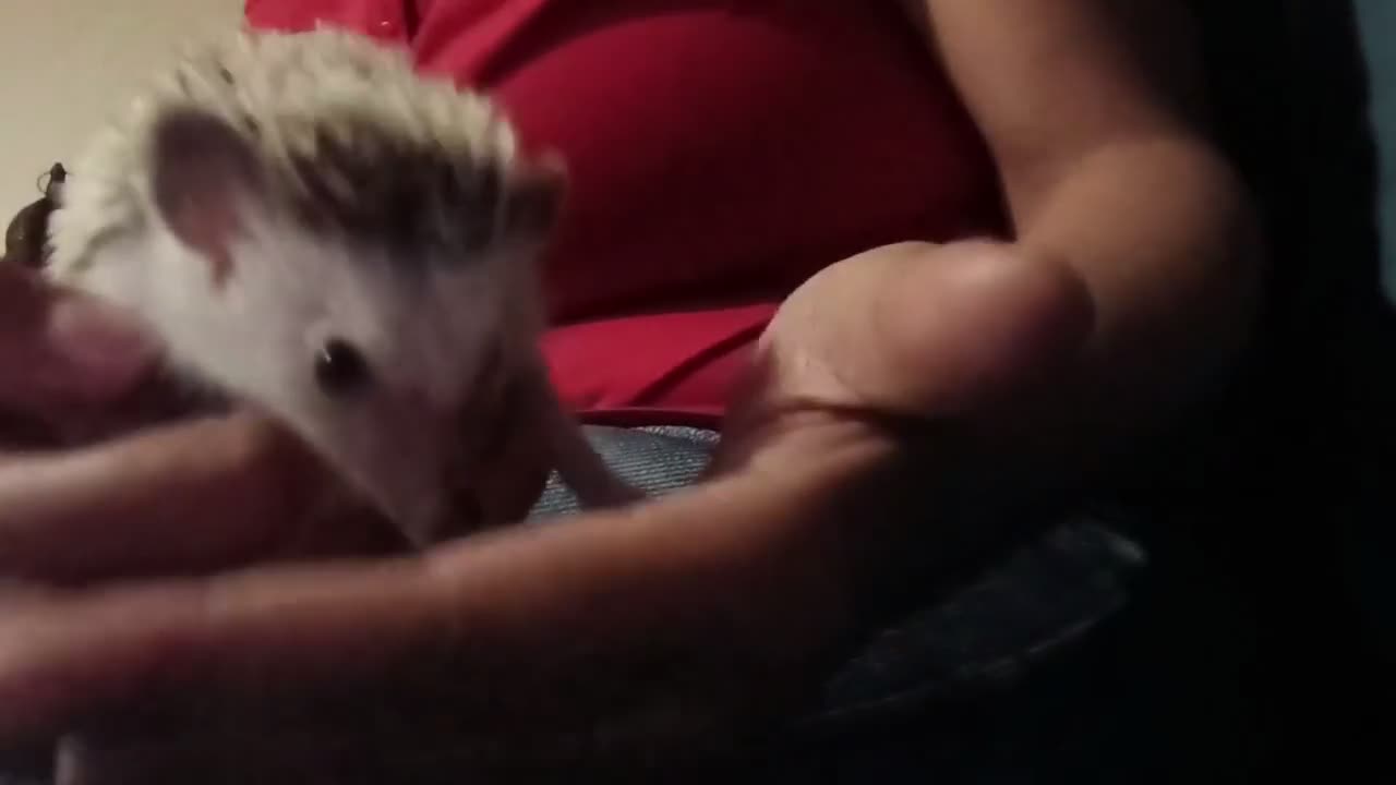 Pygmy Hedgehog rodents for sale: Baby African pygmy hedgehogs available  - Video 1