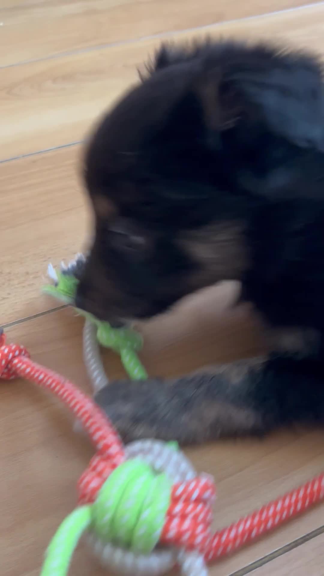 Border Collie dogs for sale: Unique coloured loving border collie puppy - Video 1