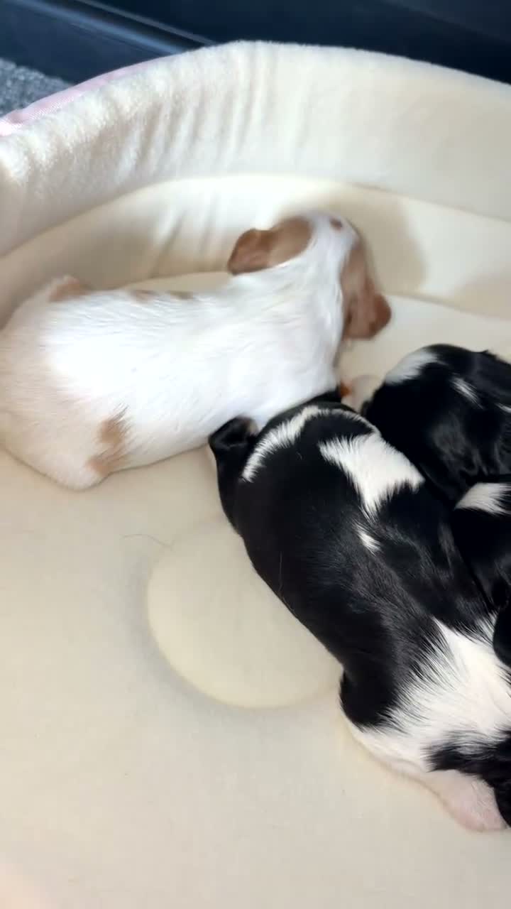 Cavalier King Charles Spaniel dogs for sale: ✨ Beautiful KC Cavalier King Charles Puppies ✨ - Video 2
