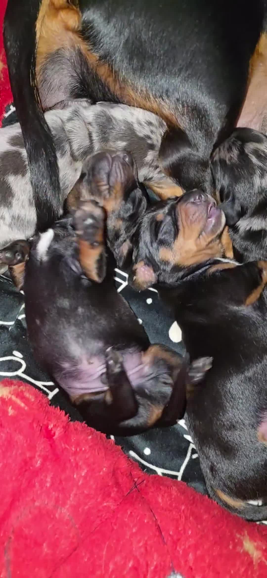 Miniature Dachshund dogs for sale: Miniature Dachshunds  - Video 2