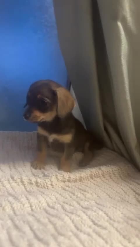 Mixed Breed dogs for sale: Dashound and Pomeranian  - Video 1