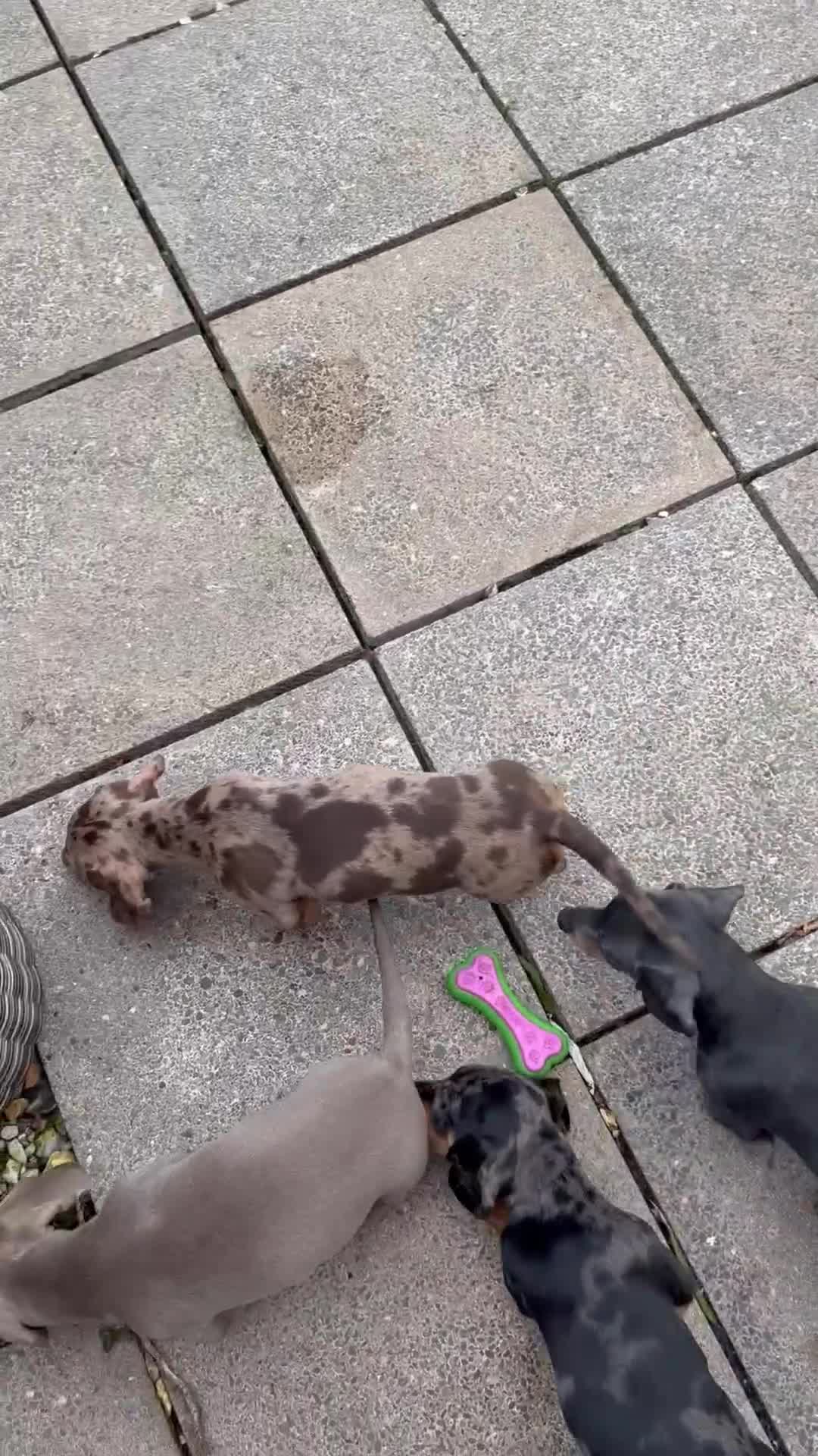 Miniature Dachshund dogs for sale: REDUCED !! STILL READY NOW !! mini dachshund pups  - Video 1