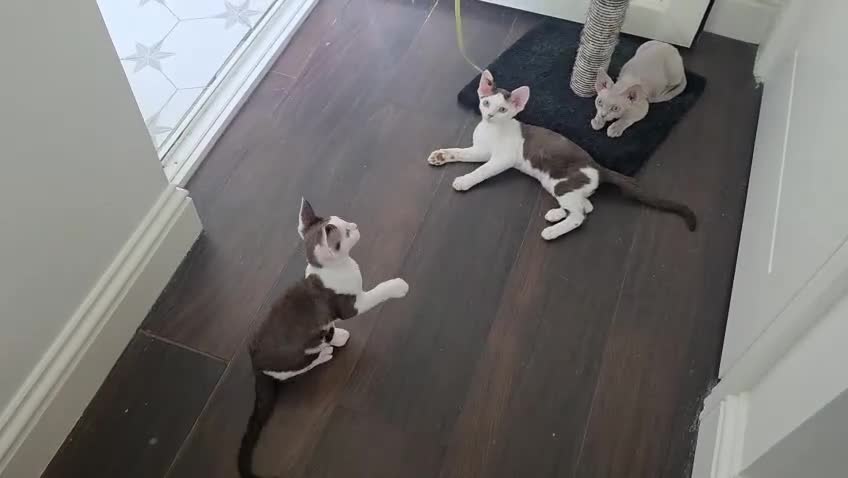 Devon Rex cats for sale: Darling Devons  - Video 1