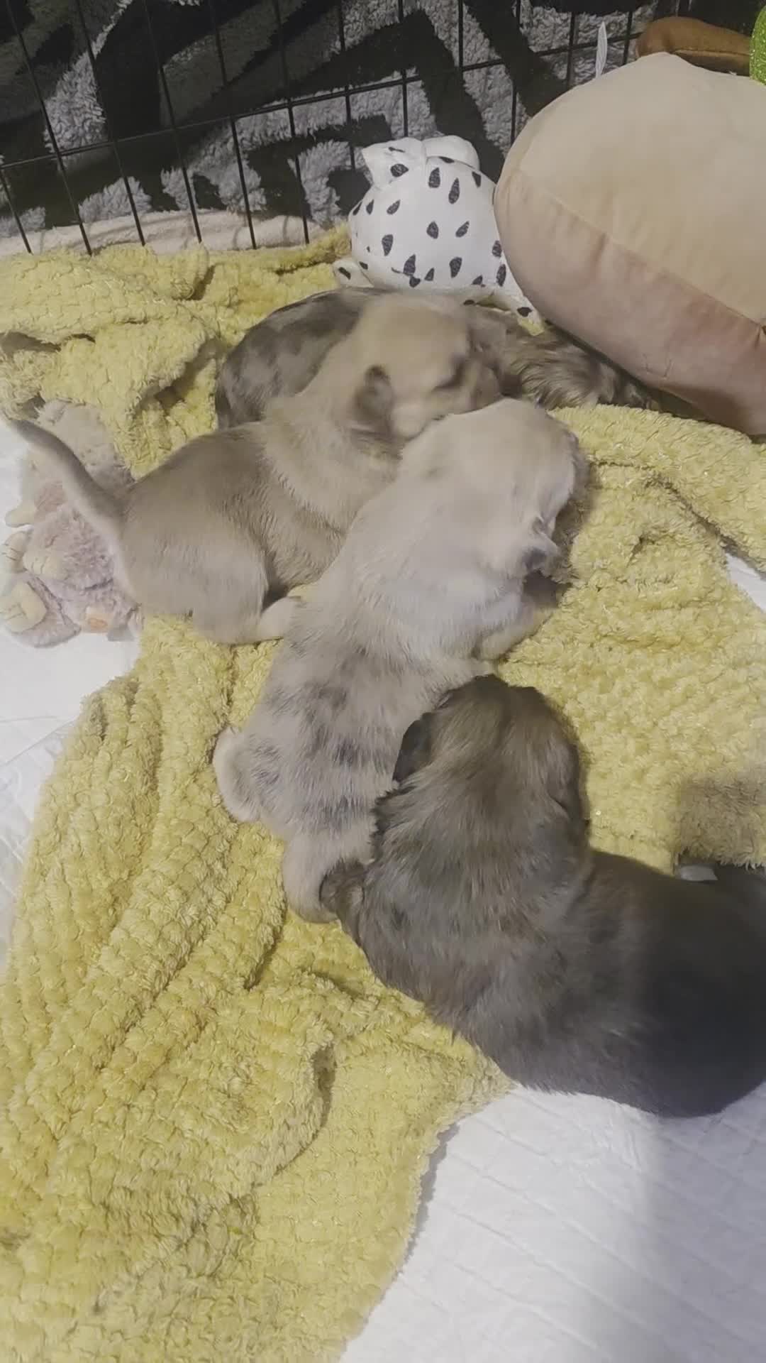 Mixed Breed dogs for sale: French Bull Tzu. 5 weeks old  - Video 2
