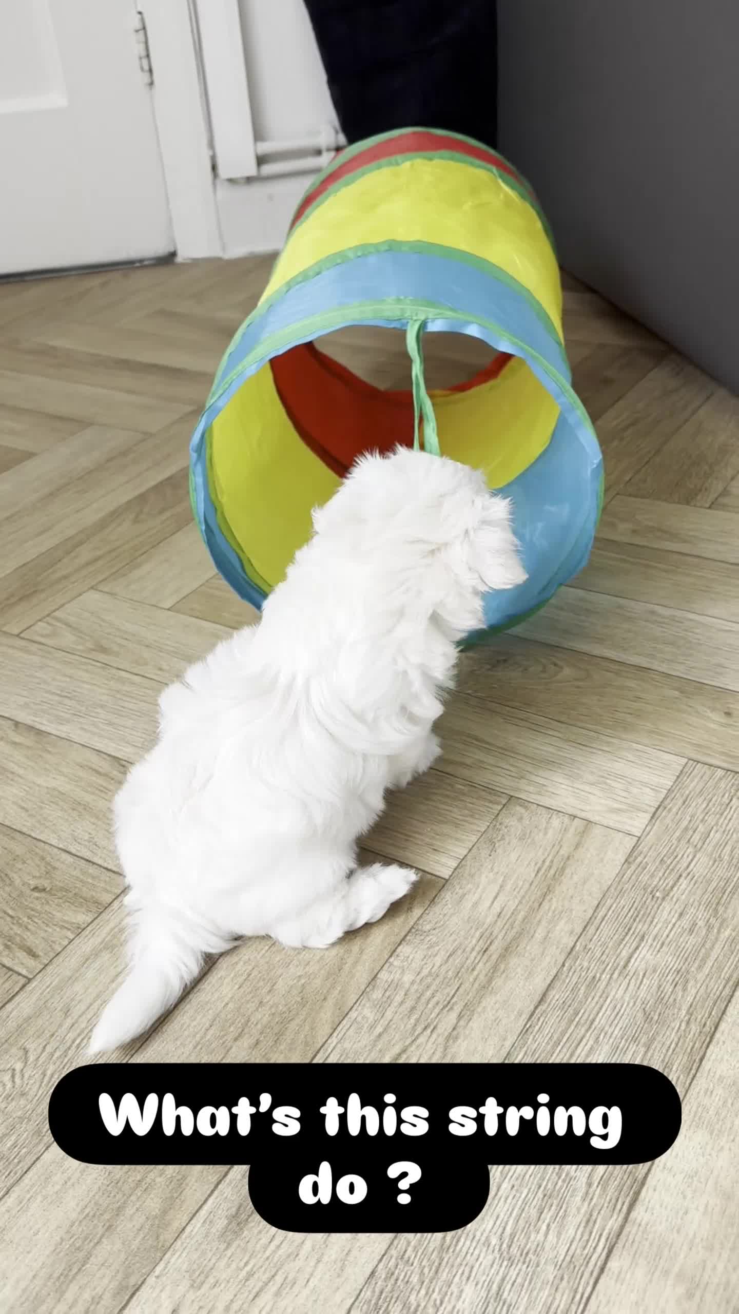 Maltese dogs for sale: KC Reg. Korean Maltese Pups Champion Bloodlines  in Macclesfield - Video 2