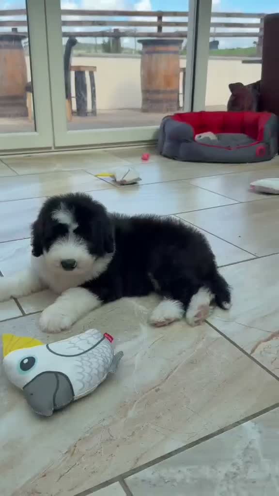 Old English Sheepdog dogs for sale: Old English sheep pups  - Video 1
