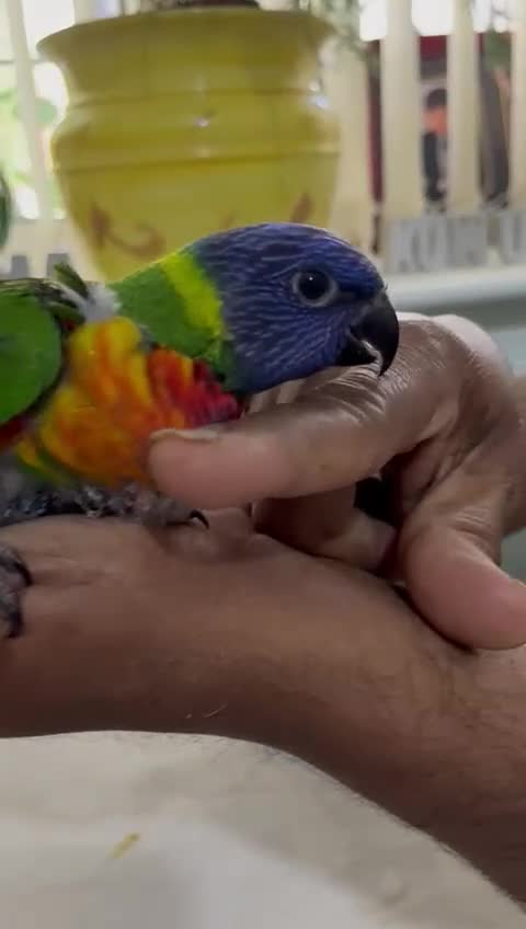 Lorikeets birds for sale: Baby Rainbow Lorikeet For Sale - Video 1