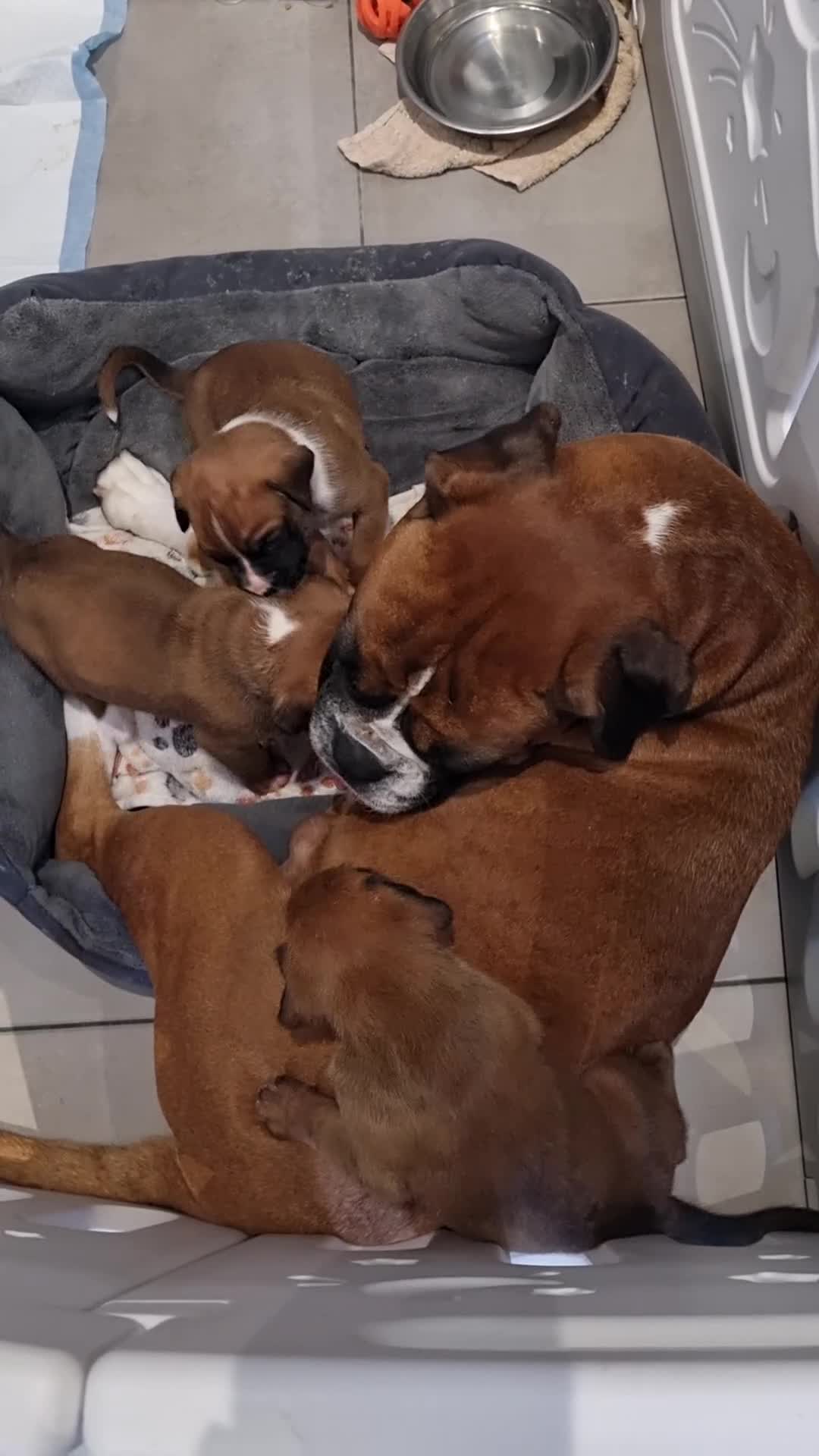 Boxer dogs for sale: Bootyful Boxer Babies - Video 1