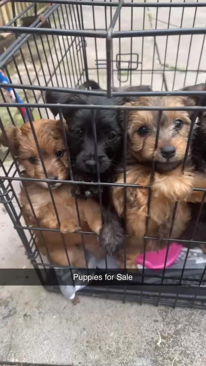 Yorkiepoo dogs for sale: Yorkipoo Puppies  - Video 1