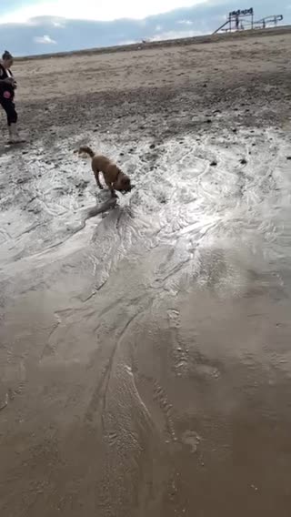 Cocker Spaniel dogs for stud: Show  cocker spaniel STUD in Lincoln - Video 1