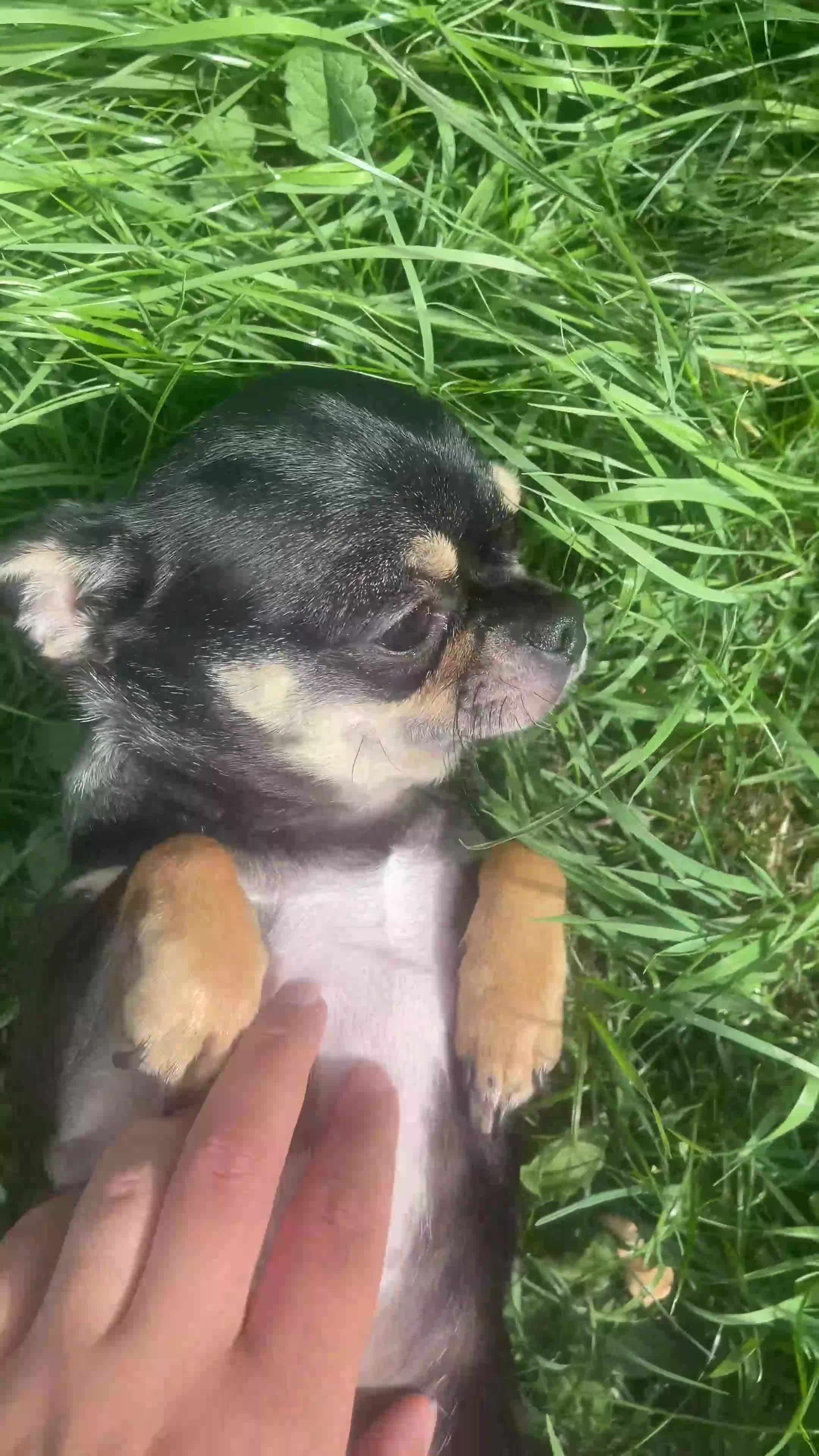 Chihuahua dogs for sale: Rehome Chihuahua  - Video 1