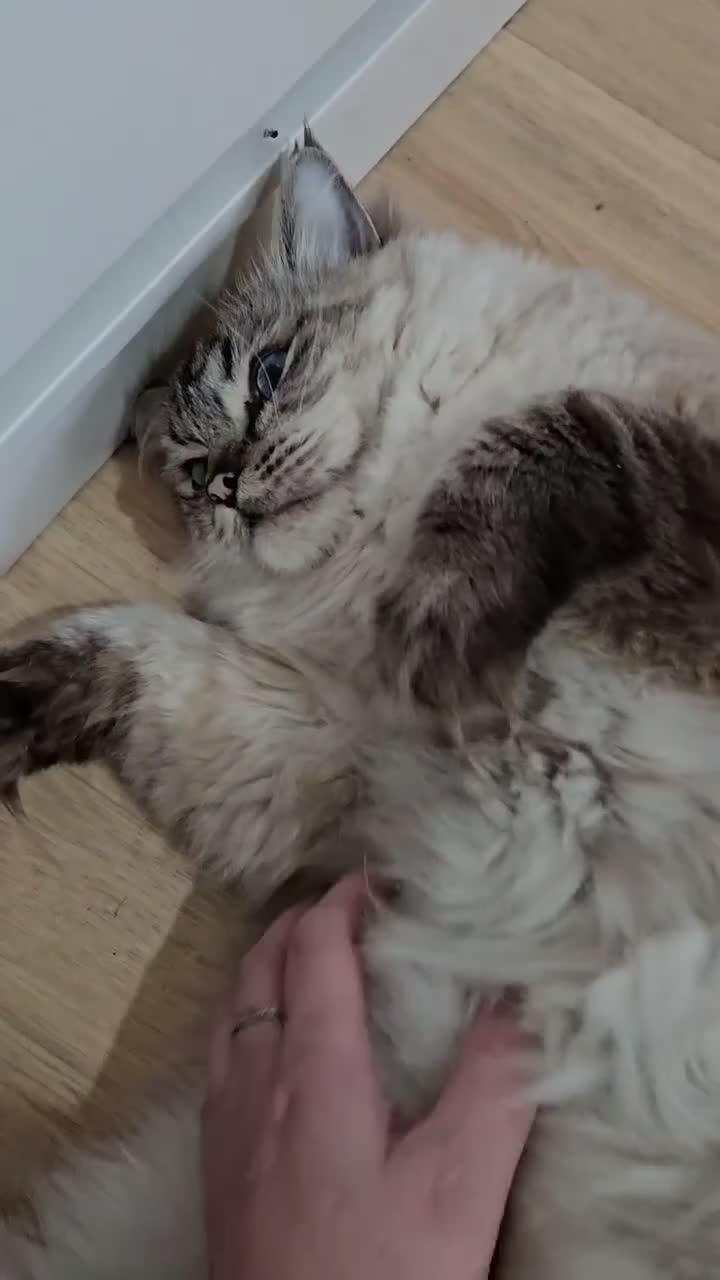 Ragdoll cats for stud: Maximus | Handsome Lynx Point Ragdoll Stud - Video 1