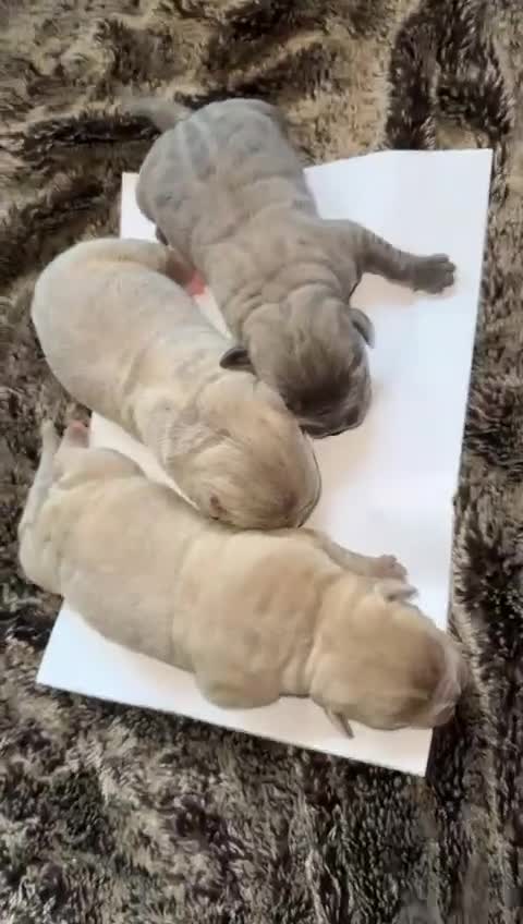 Mixed Breed dogs for sale: Puppies for Sale!! - Video 2