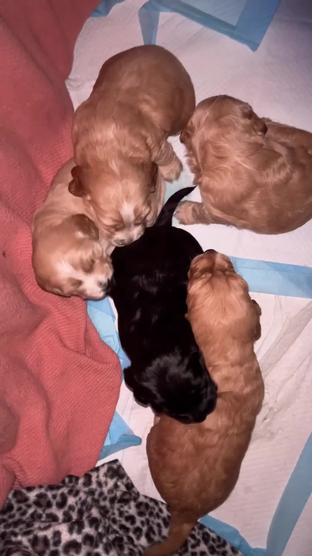 Cockapoo dogs for sale: Cocker spaniel/Cockapoo Pups - Video 1