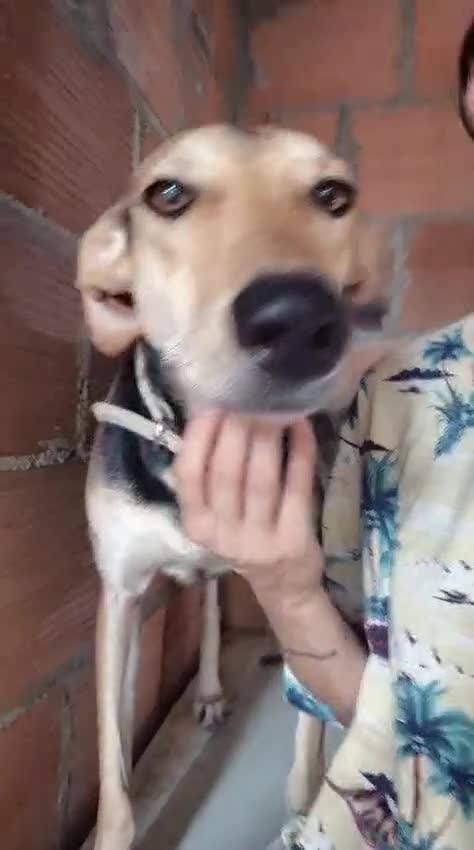 Mixed Breed dogs for adoption: Cahil , a sweet Cypriot girl  - Video 3