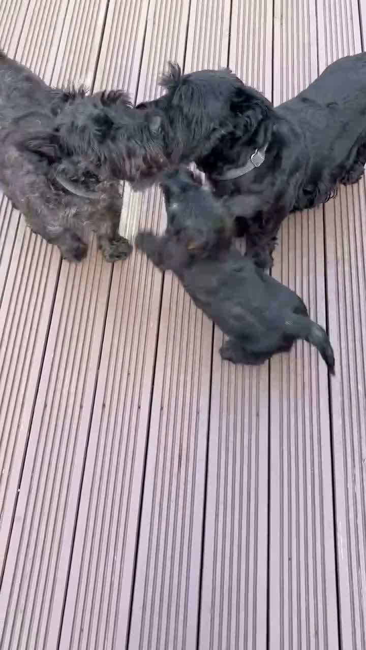 Scottish Terrier dogs for sale: Scottish terrier 1  Brindle boy ready to go  - Video 1