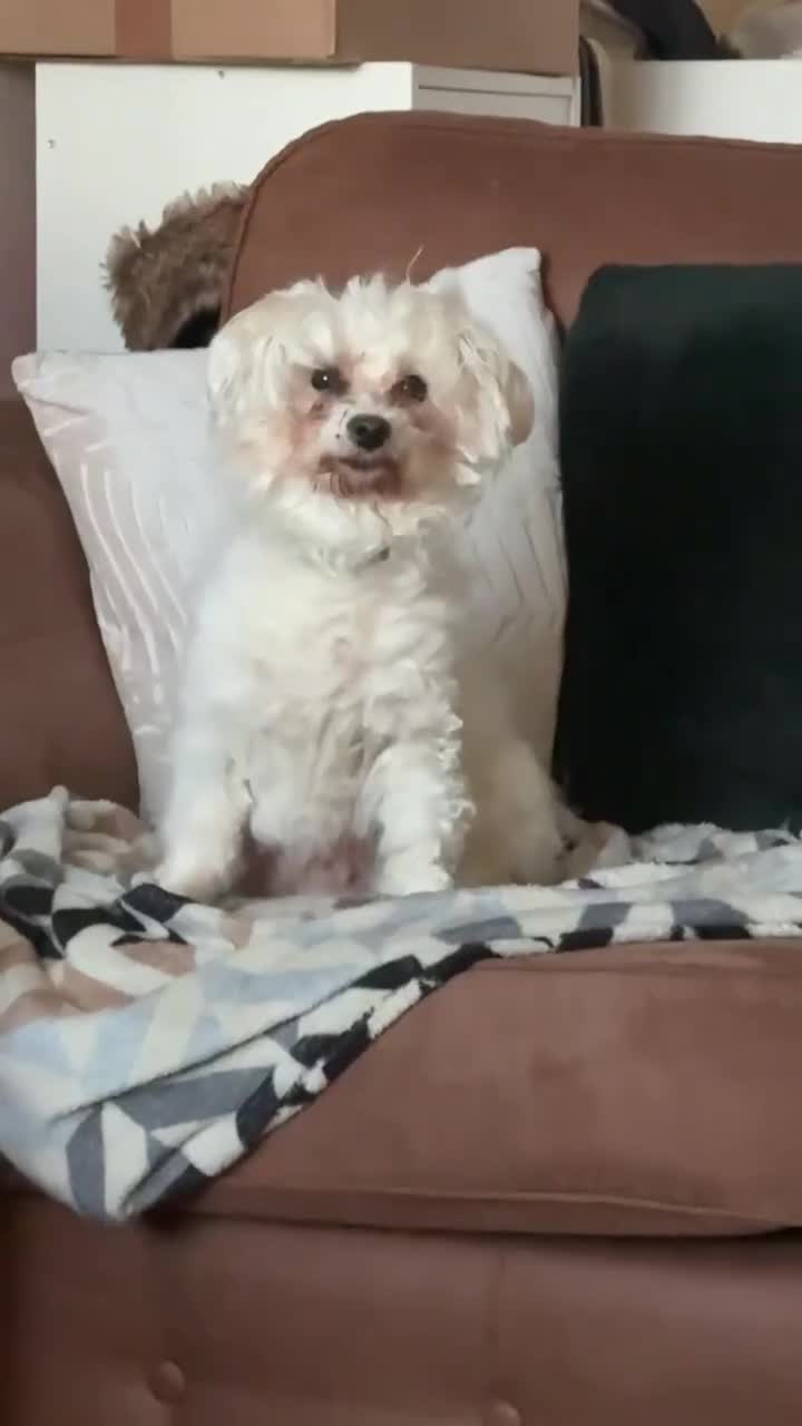 Maltipoo dogs for sale: Maltypoo pups - Video 1