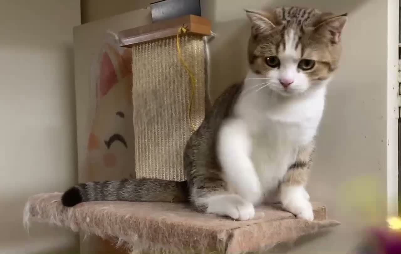 British Shorthair cats for sale: Full Pedigree British short hair kittens  - Video 2