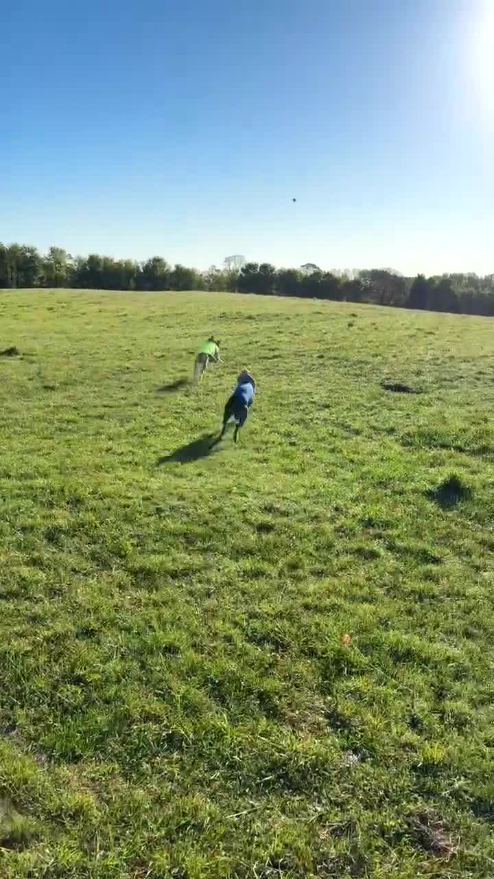 Mixed Breed dogs for sale: Looking for a loving home  - Video 1