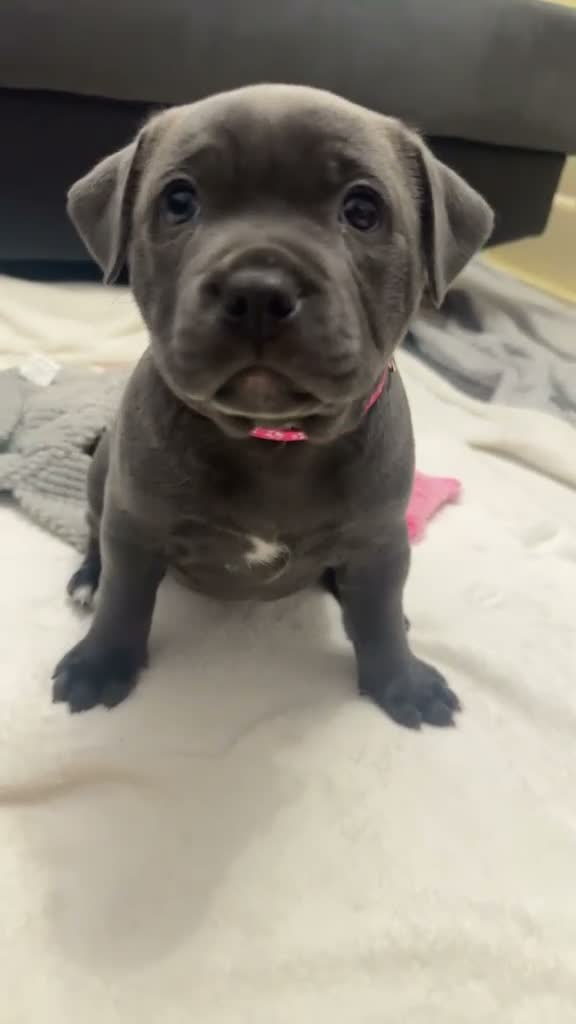 Staffordshire Bull Terrier dogs for sale: Staffordshire Bull Terrier Pups - 4 Gorgeous Pups in Spalding - Video 3