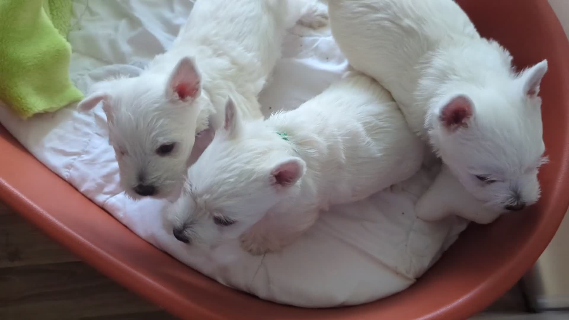 West Highland Terrier dogs for sale: Beautiful KC Registered White WestHighland Terrier - Video 2
