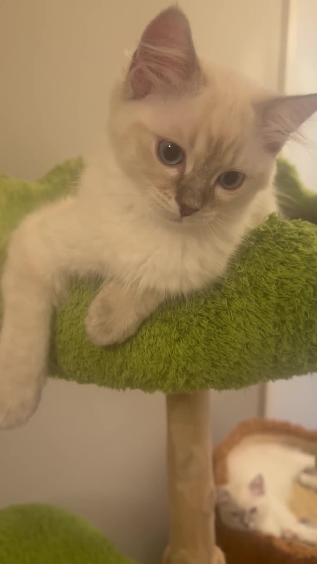 Ragdoll cats for sale: Pure Ragdoll Boys Available now  - Video 5