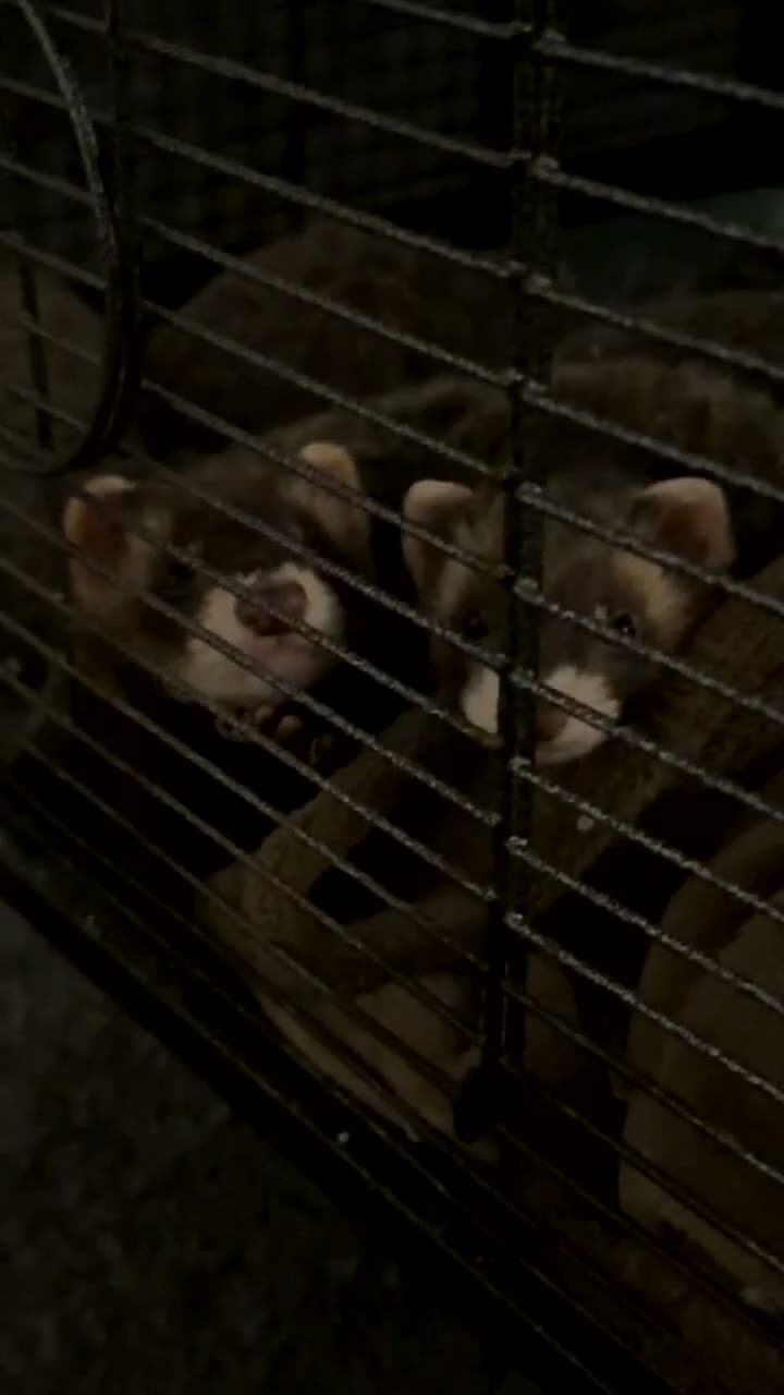 Ferret rodents for sale: Ferret Starter Pack – 2 Ferrets + Full Setup – £70 in Lincoln - Video 1