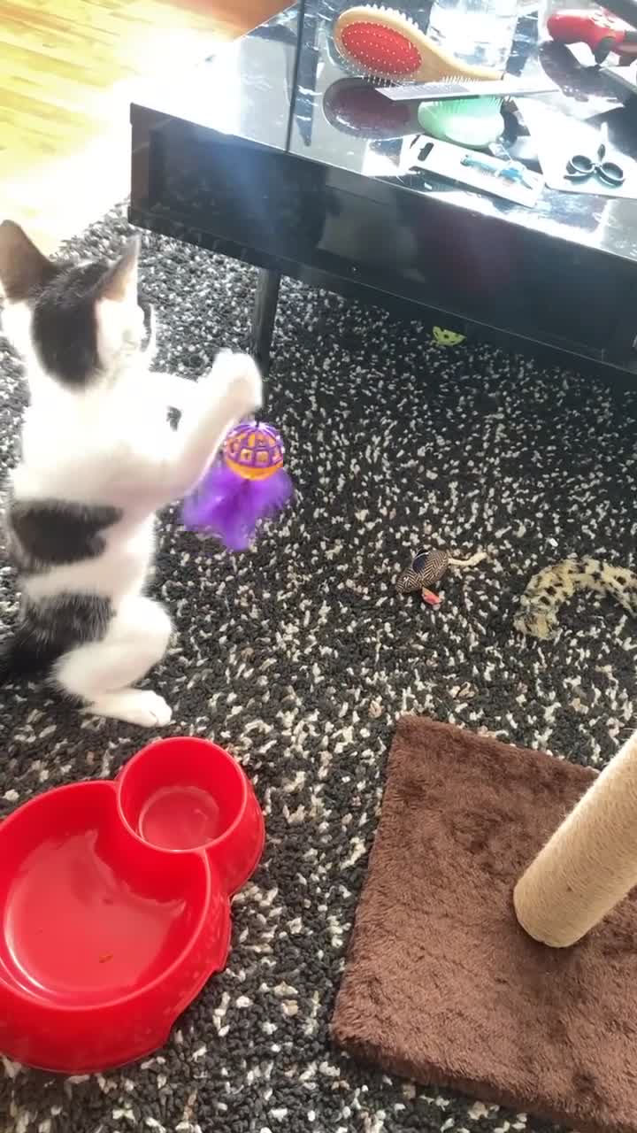 Domestic Shorthair cats for sale: Domestic Shorthair For Sale - Video 1