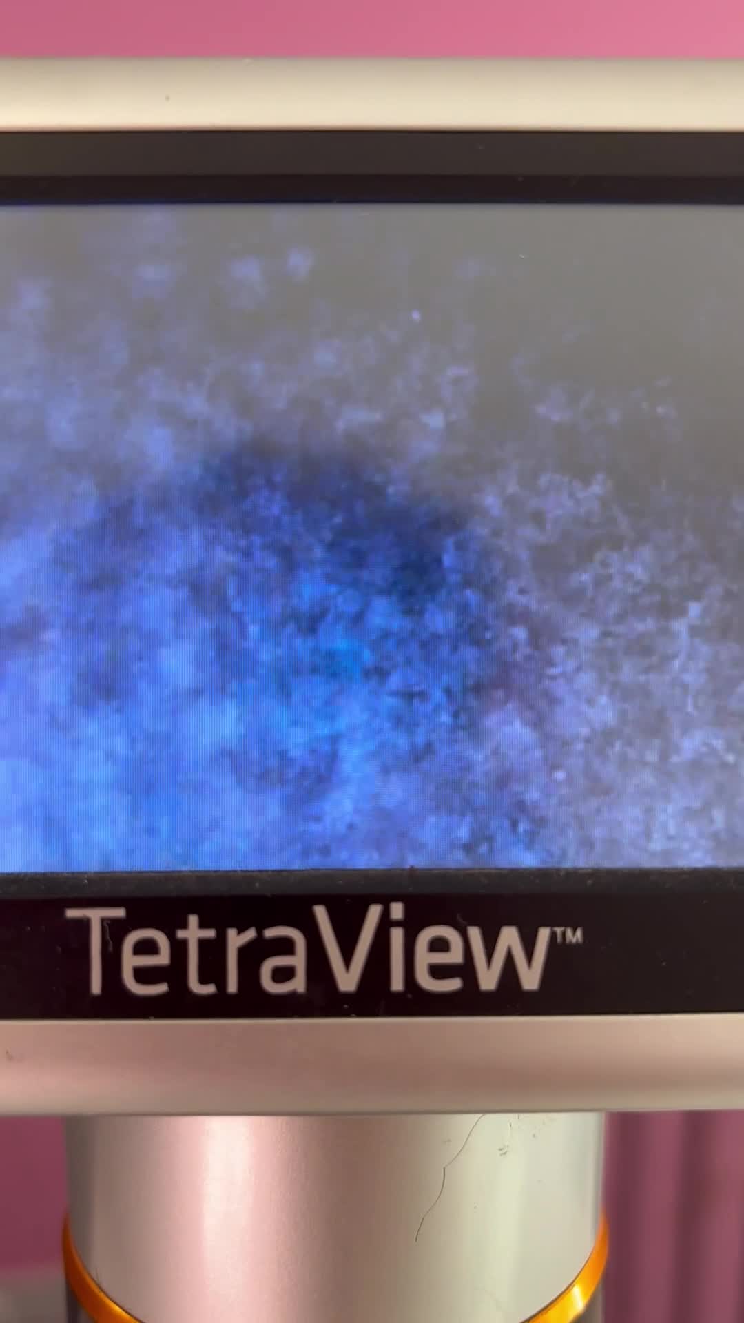 English Bulldog dogs for stud: Luna effect bulldog  - Video 1